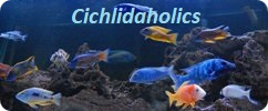 Cichlidaholics Cichlid Forum - Forums For All Freshwater Fish and Aquarium Care